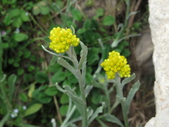 Pseudognaphalium affine
