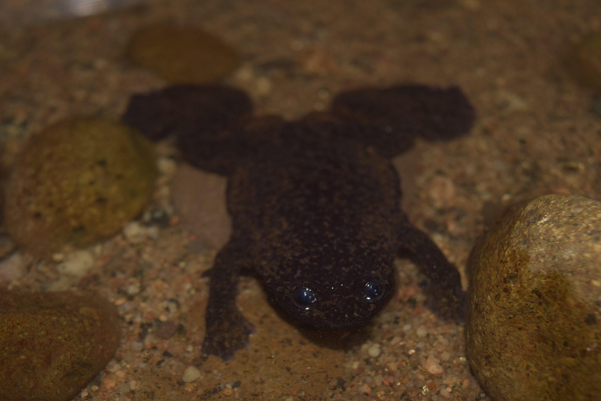 Barbourula kalimantanensis Iskandar, 1978