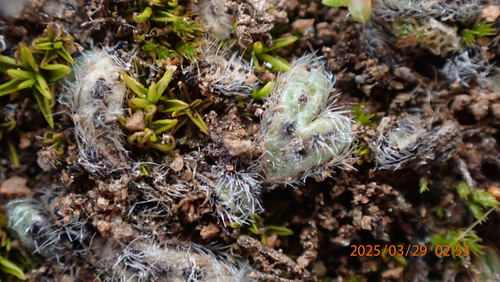 Image of Riccia trichocarpa by no rights reserved
