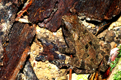 Ingerophrynus divergens