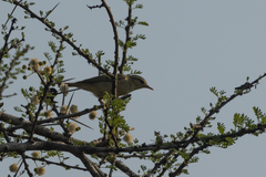 Phylloscopus nitidus