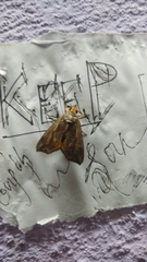 Eudocima