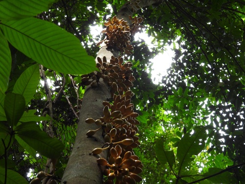 Image of Monoon Clavigerum (Monoon clavigerum) by (c) Adam Kamal, some rights reserved (CC BY)