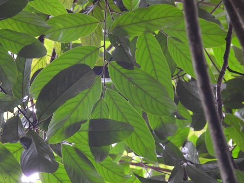 Image of Monoon Clavigerum (Monoon clavigerum) by (c) Adam Kamal, some rights reserved (CC BY)
