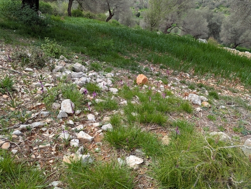 Image of Orchis anatolica by no rights reserved