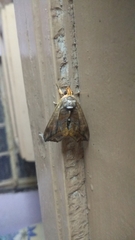 Eudocima