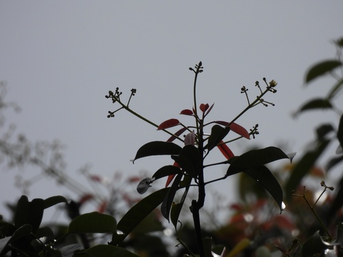 Image of Elateriospermum tapos by (c) Adam Kamal, some rights reserved (CC BY)