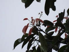 Elateriospermum tapos, photograph (c) Adam Kamal, some rights reserved (CC BY)