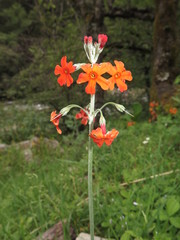 Primula cockburniana