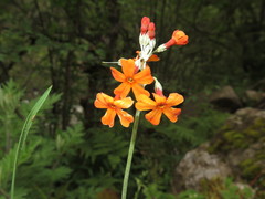 Primula cockburniana
