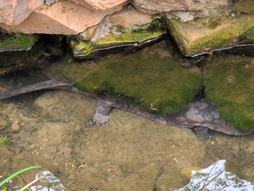 Chinese Giant Salamander, Andrias davidianus