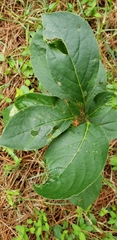 Calycanthus floridus