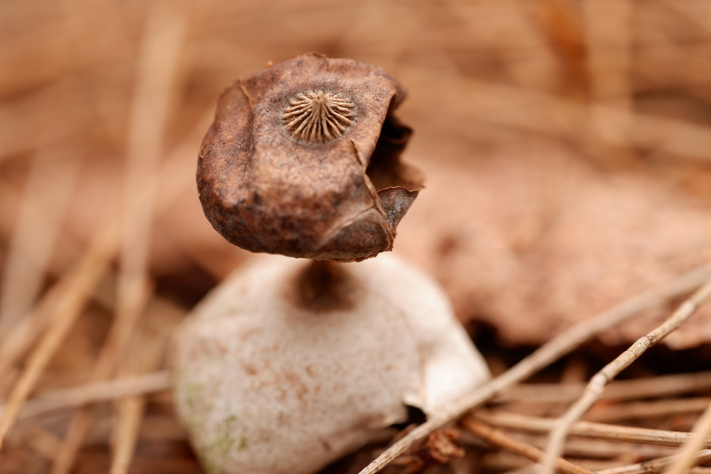 Geastrum tenuipes · April 2025 · photo: © celadonfern (iNaturalist, cc-by)