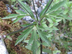 Eriocapitella rivularis