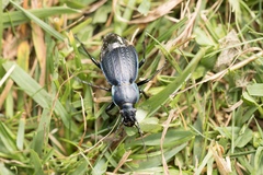 Carabus monilis