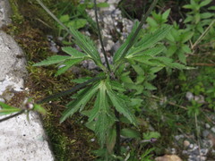 Eriocapitella rivularis