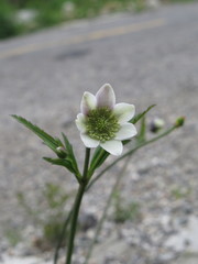 Eriocapitella rivularis