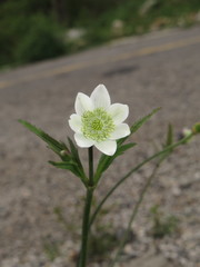 Eriocapitella rivularis