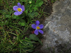 Anemonastrum geum