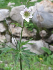 Eriocapitella rivularis