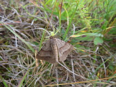 Selidosema brunnearia