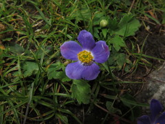 Anemonastrum geum