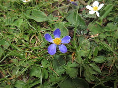 Anemonastrum geum
