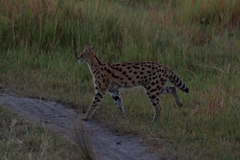 Leptailurus serval serval