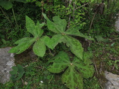 Podophyllum hexandrum