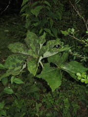 Podophyllum hexandrum