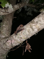 Lasiurus seminolus
