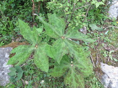 Podophyllum hexandrum