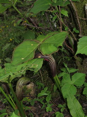 Arisaema elephas