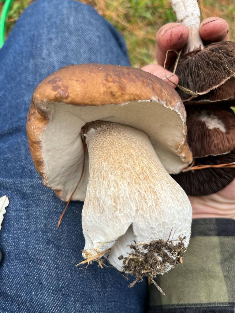 Boletus edulis · April 2025 · photo: © parkecology (iNaturalist, cc-by)