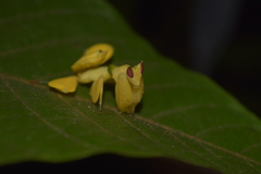 Hymenopus coronatus