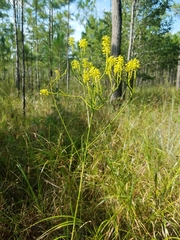 Polygala cymosa