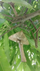 Achaea janata