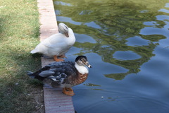 Anas platyrhynchos × Cairina moschata