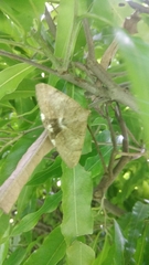 Achaea janata