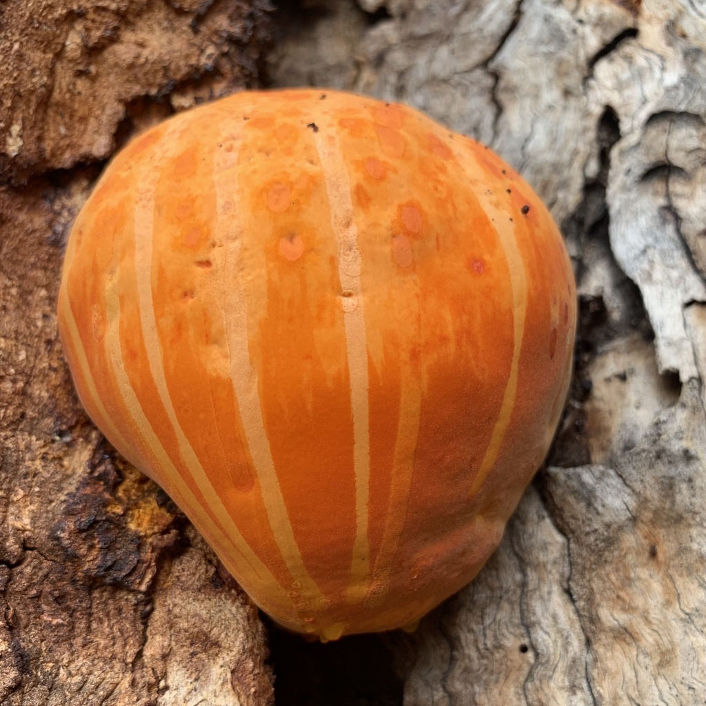 Piptoporus australiensis · April 2025 · photo: © celadonfern (iNaturalist, cc-by)