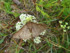 Selidosema brunnearia