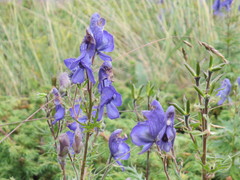 Aconitum nasutum