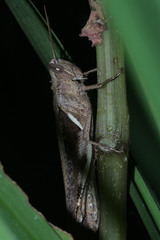 Caelifera