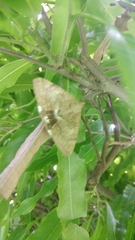 Achaea janata