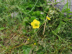 Ranunculus tanguticus
