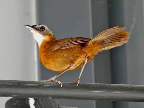 Malayan Black-capped Babbler (Pellorneum nigrocapitatum), photo 4