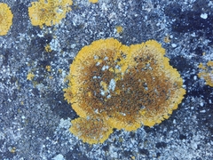 Variospora