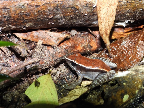 Mahogany Frog, Hylarana luctuosa