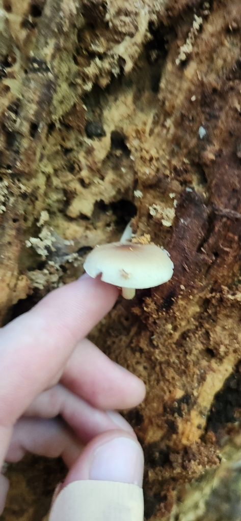 Cyclocybe parasitica · April 2025 · photo: © squidney8 (iNaturalist, cc0)