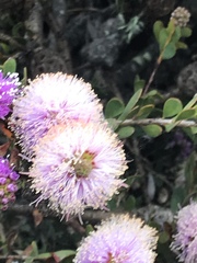 Melaleuca nesophila